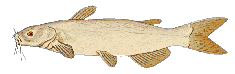 Albino channel catfish