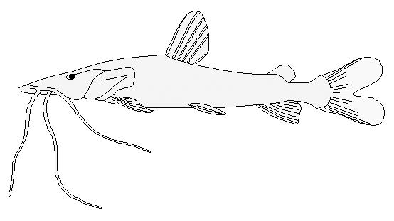 Barred sorubim catfish  Pseudoplatystoma fasciatum