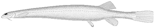 Candiru catfish  Vandellia cirrhosa