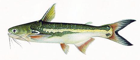 Catfish  Trachelyopterus galeatus