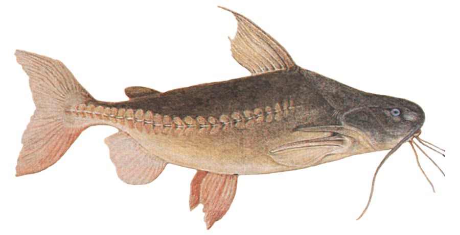 Granulated Catfish  Pterodoras granulosus