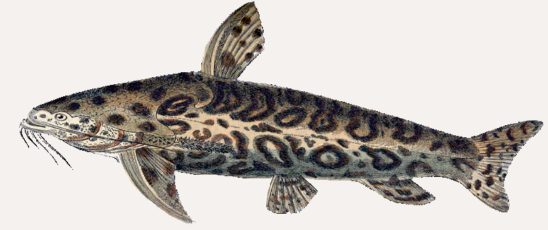 Jaguar Catfish  Liosomadoras oncinus
