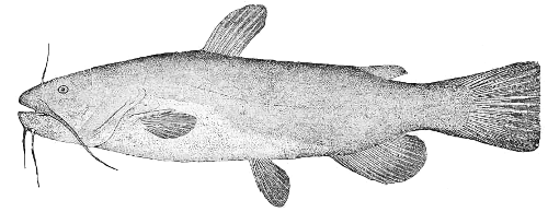 Long Jawed Catfish