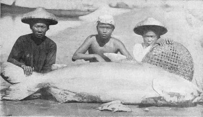 Mekong giant catfish  Pangasianodon gigas