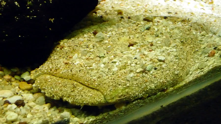Pacman Catfish  Lophiosilurus alexandri