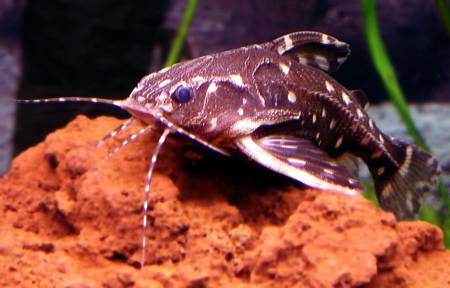 Spotted Raphael Catfish  Agamyxis pectinifrons