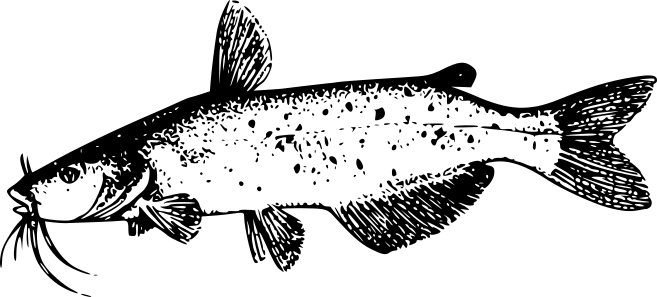 catfish lineart