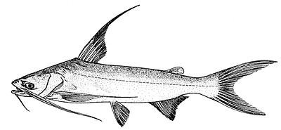 gafftopsail catfish