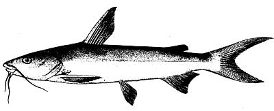 hardhead catfish