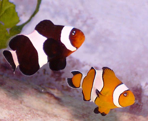 Ocellaris Clownfish photo