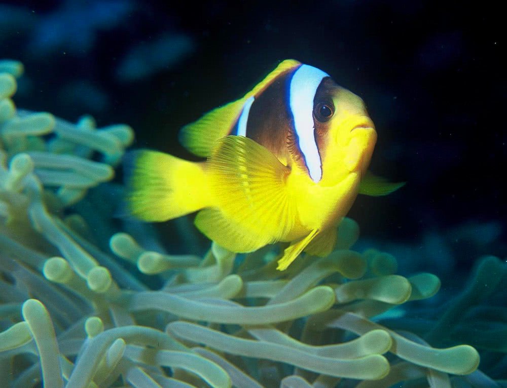 Red Sea Clownfish  amphprion bicinctus
