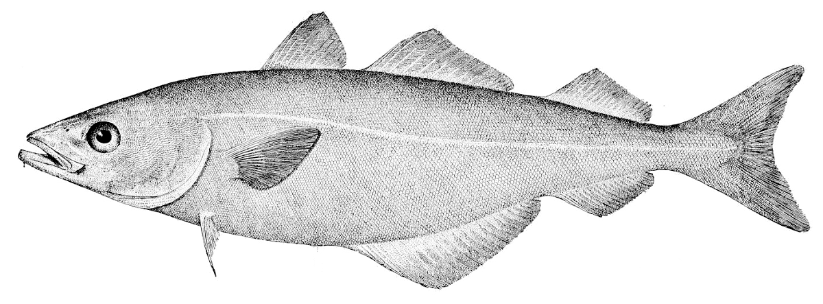 Coalfish BW