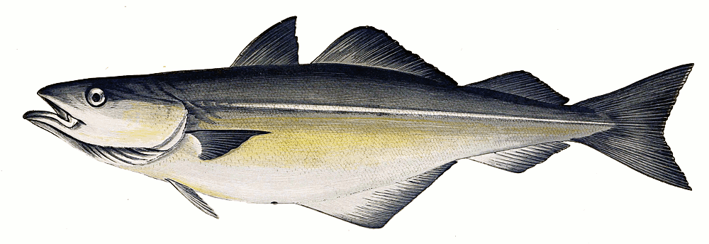 Coalfish  Pollachius virens illustration
