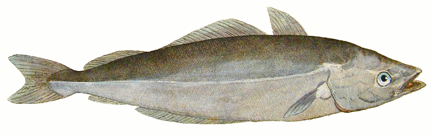 Coalfish drawing