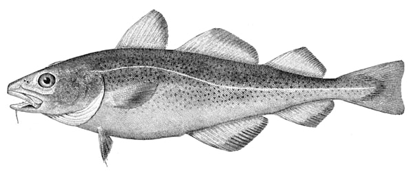 Atlantic cod BW