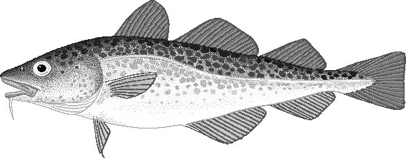 Atlantic cod  Gadus morhua