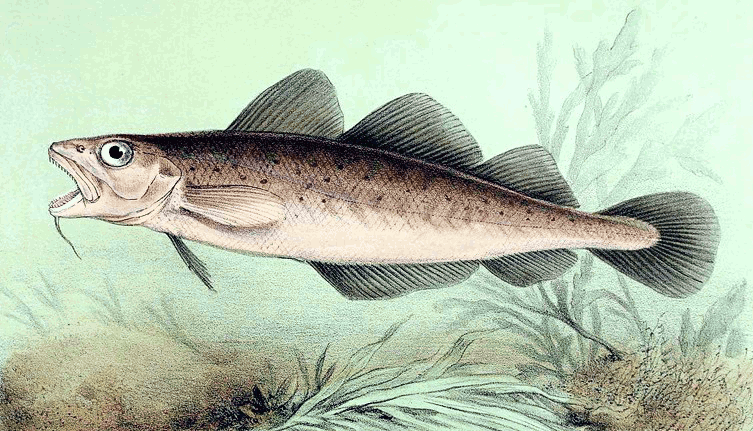Atlantic cod  Gadus morhua  clipart