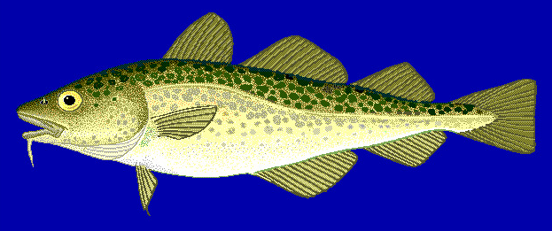 Atlantic cod  Gadus morhua blueBG