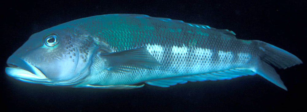 Blue Cod  Parapercis colias