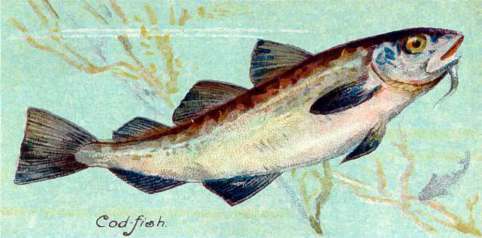 Cod-fish  Gadus morrhua