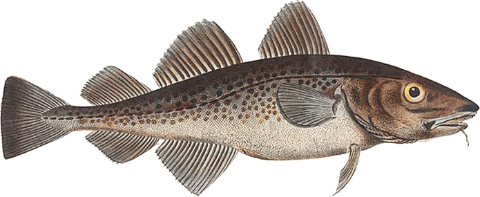 Eastern Baltic cod  Gadus morhua callarias