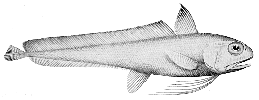 Eucla cod  Euclichthys polynemus