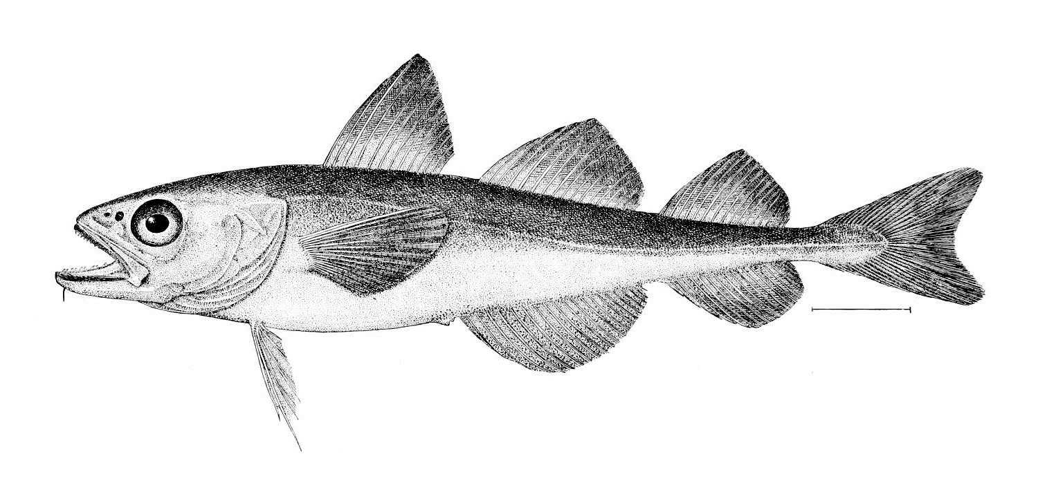 Polar cod  Boreogadus saida BW