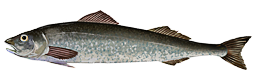 Sablefish cod  Anoplopoma fimbria