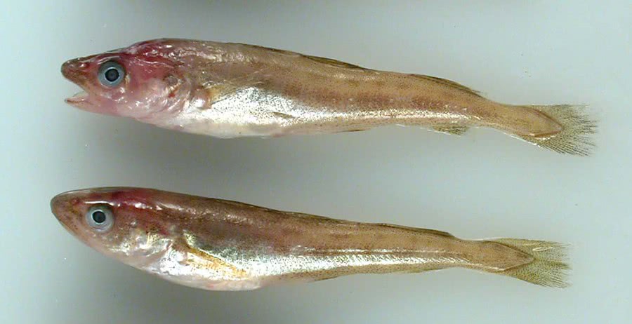 Saffron Cod Juveniles  Eleginus gracili