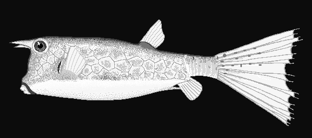 Longhorn cowfish  Lactoria cornuta blueBG