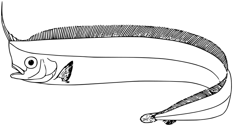 Crestfish aka Unicornfish  Lophotus capellei