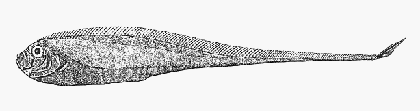 Taper-tail ribbonfish  Zu elongatus