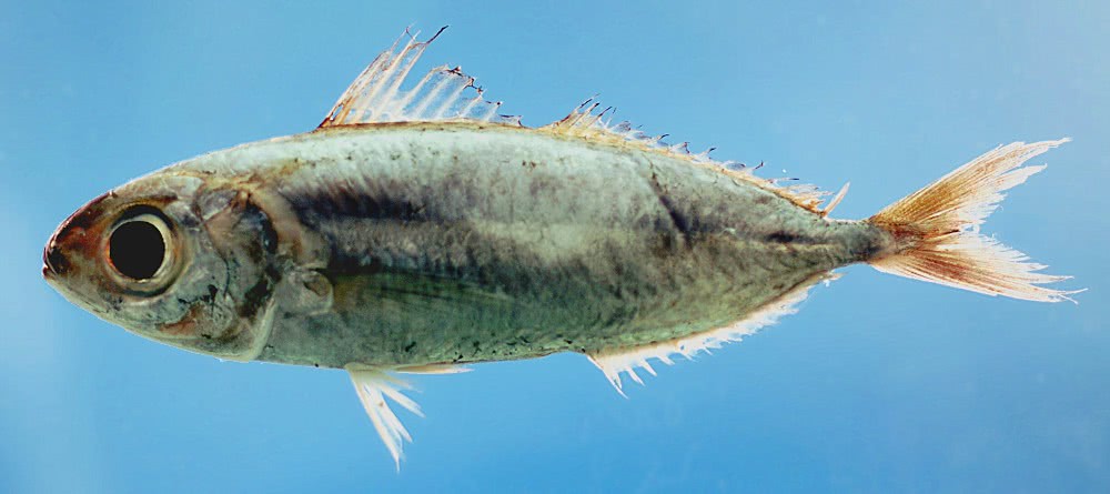 Silver-rag driftfish  Ariomma bondi