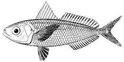 Silver-rag driftfish  Ariomma bondi  lineart