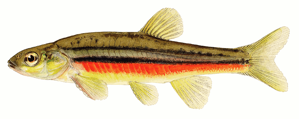 Northern Redbelly dace  Phoxinus eos