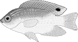Millers damselfish  FishBase  Pomacentrus milleri