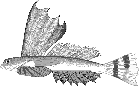 High-finned dragonet  Synchiropus rameus