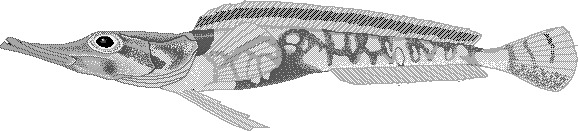 Mawsons dragonfish  Cygnodraco mawsoni