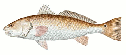 Red Drum aka Channel Bass  Sciaenops ocellatus