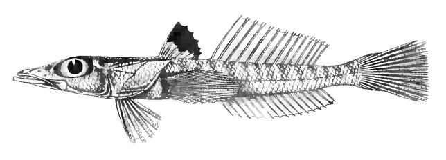 Bembrops platyrhynchus