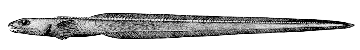 Chevron scutepout  Lycodonus mirabilis
