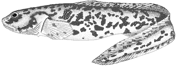Eelpout  Lycodichthys antarcticus