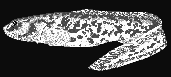 Eelpout  Lycodichthys antarcticus blueBG