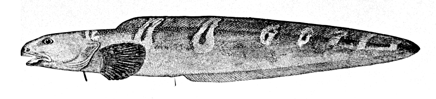 Greater eelpout  Lycodes esmarkii