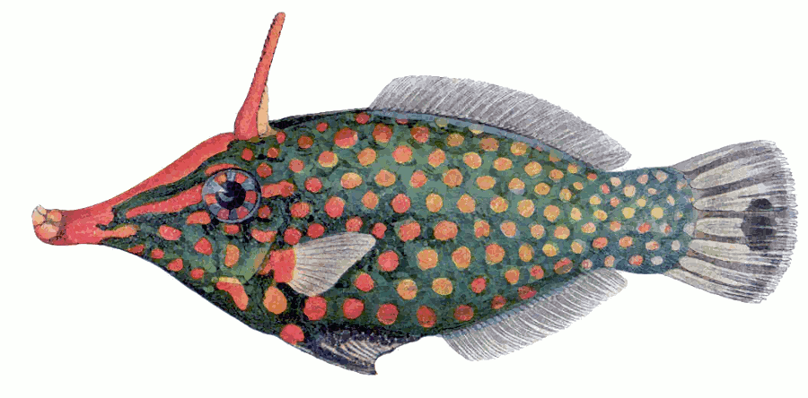 Longnose filefish  Oxymonacanthus longirostris