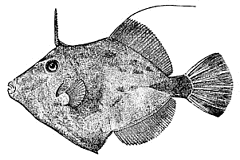 Planehead Filefish lineart