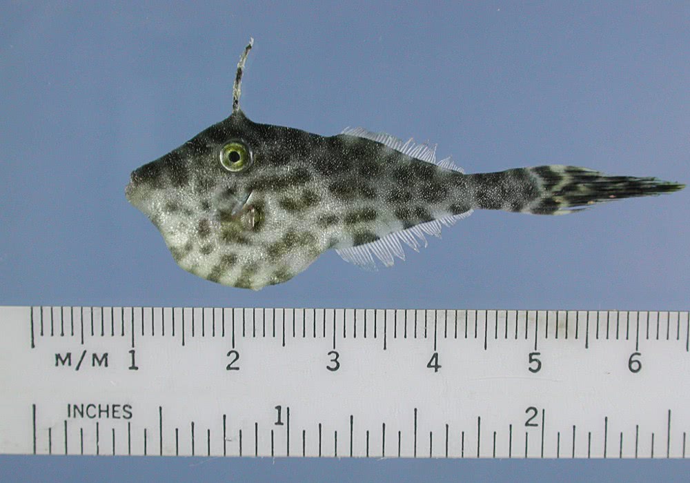 Scrawled filefish  Aluterus scriptus  juvenile