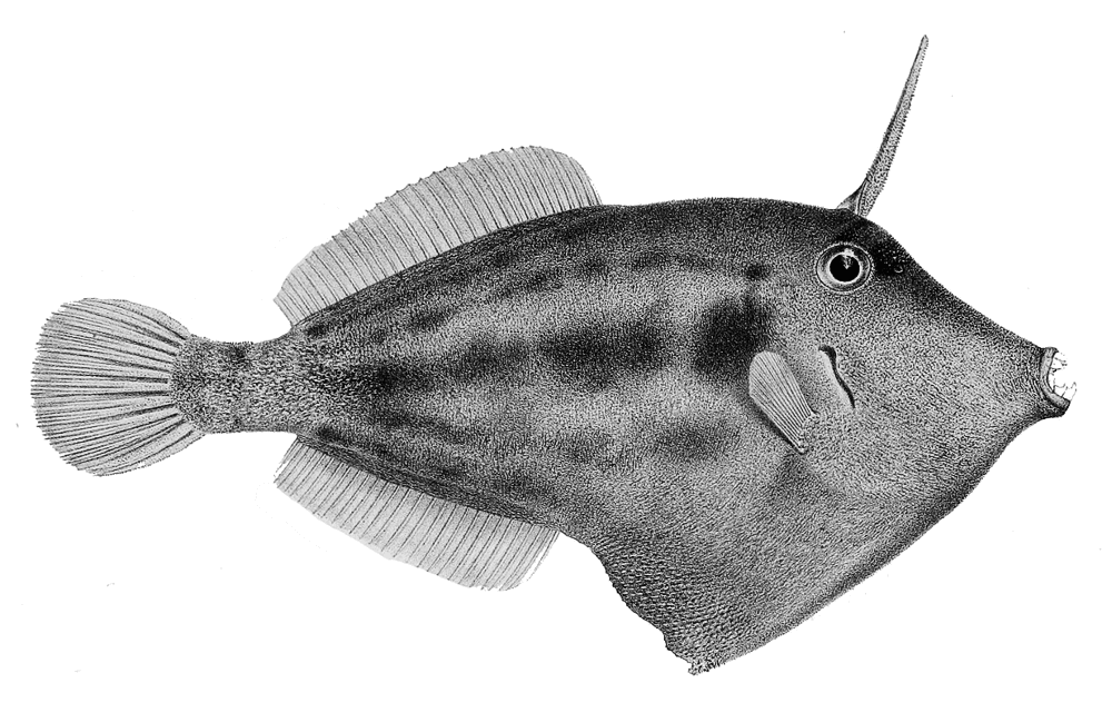 Spectacled filefish  Cantherhines fronticinctus