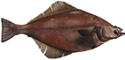 flatfish/