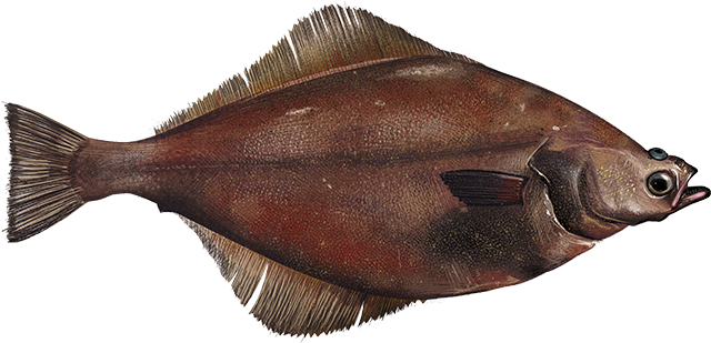 Arrowtooth flounder  Atheresthes stomias